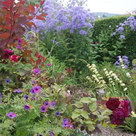 Summer border