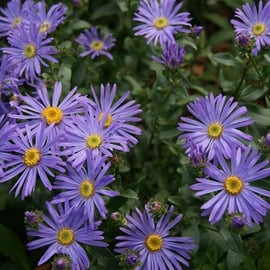 Aster novae-angliae 'Herbstschnee'