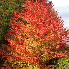 Cercidiphyllum japonicum