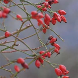 Rose hips