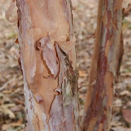 Rhododendron barbatum