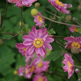 Anemone 'Prinz Heinrich'