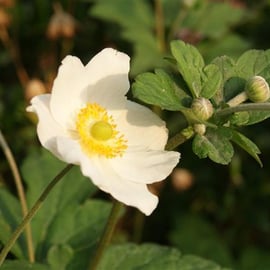 Anemone x hybrida 'Honorine Jobert'