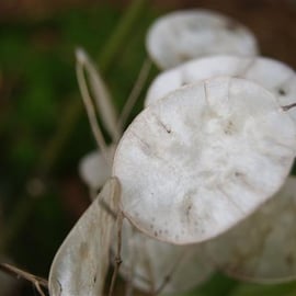 Lunaria rediviva
