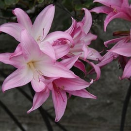 Crinum powelii