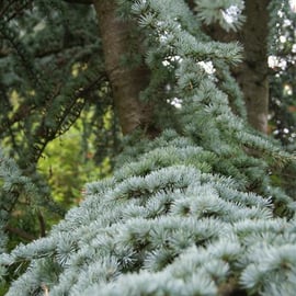 Cedrus atlantica 'Glauca'