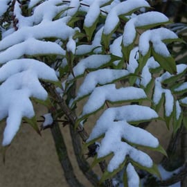 Snow on Mahonia leaves