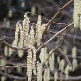 Salix catkins