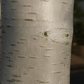 Betula utilis 'Jacquemontii'