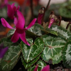 Cyclamen cilicium