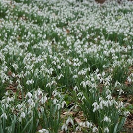 Galanthus nivalis