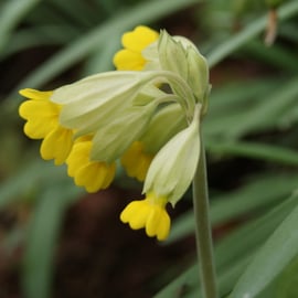 Primula veris