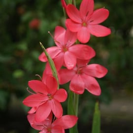 Schizostylis coccinea 'Elburton Glow'