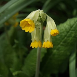 Primula veris