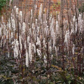 Cimicifuga 'Brunette'