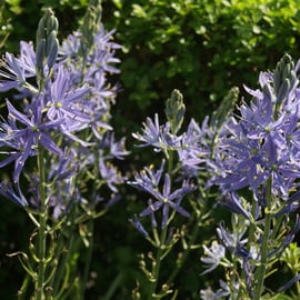 Camassia leichtlinii