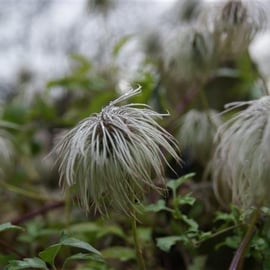 Clematis tangutica seed heads