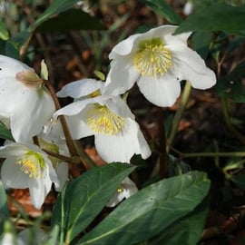 Helleborus niger