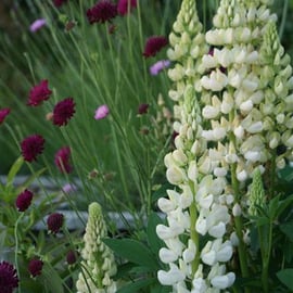 Knautia 'Melton Pastels' and Lupinus 'Gallery White'