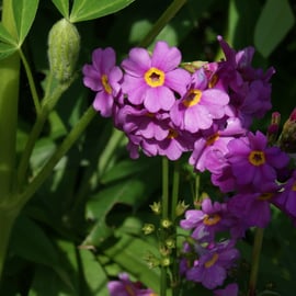 Primula poisonii