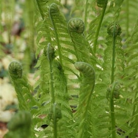 Shuttlecock fern