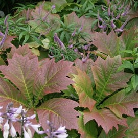 Rodgersia podophylla, hebe and hosta