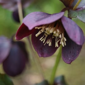 Helleborus hybridus 'Queen of the Night'