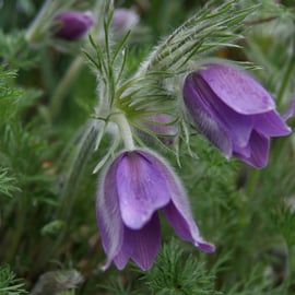 Pulsatilla vulgaris