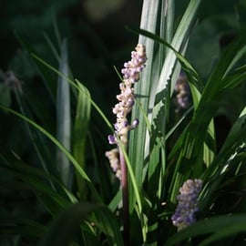 Liriope muscari