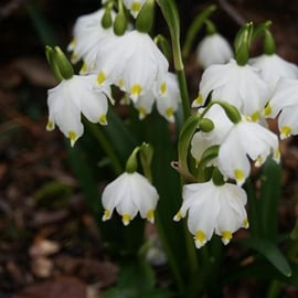 Leucojum vernus
