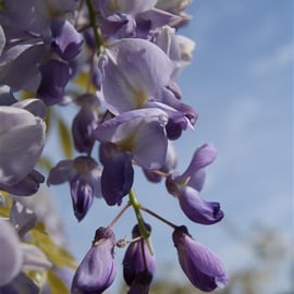 Wisteria sinensis