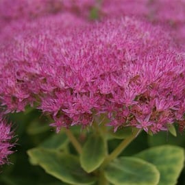 Sedum spectablile