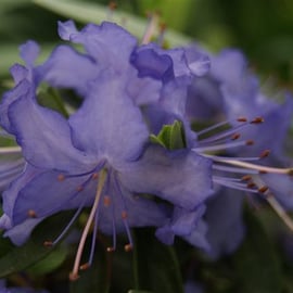 Rhododendron 'Bluebird'