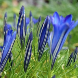 Gentiana 'Cobalt Blue'