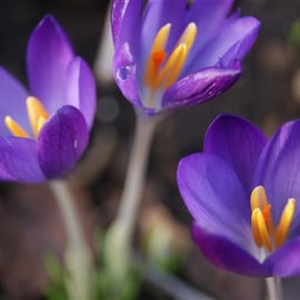 Crocus speciosus