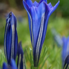 Gentiana 'Cobalt Blue'