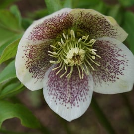 Helleborus orientalis subsp guttatis