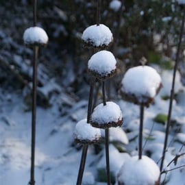 Phlomis seed heads