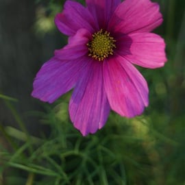 Cosmos 'Sensation'