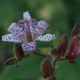 Tricyrtis hirta