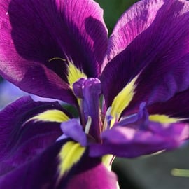 Iris ensata