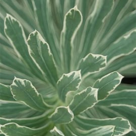Euphorbia 'Silver Swan'