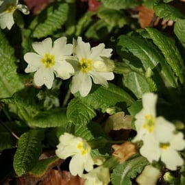 Primula vulgaris