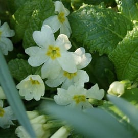 Primula vulgaris