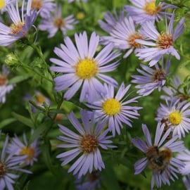 Aster spp