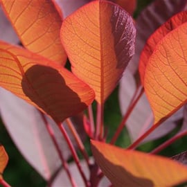 Cotinus coggygria 'Grace'