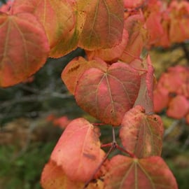 Cercidiphyllum japonicum