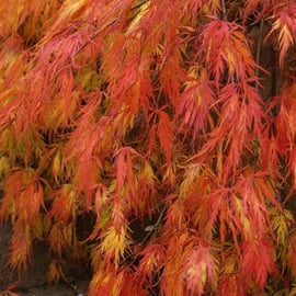 Acer palmatum 'Dissectum'