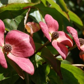Cornus kousa