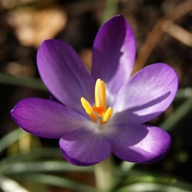 Crocus speciosus